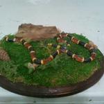 Coral Snake Skin Mount