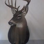 Whitetail Deer Shoulder Mount