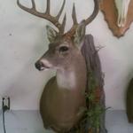 Whitetail Deer with Wall Habitat