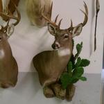 Whitetail Deer with Cactus Wall Habitat